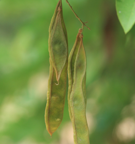 เก็ดแดง (fruit)