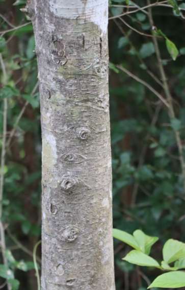 ข่อย (trunk)