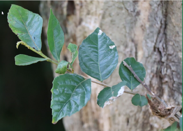 ข่อย (leaf)