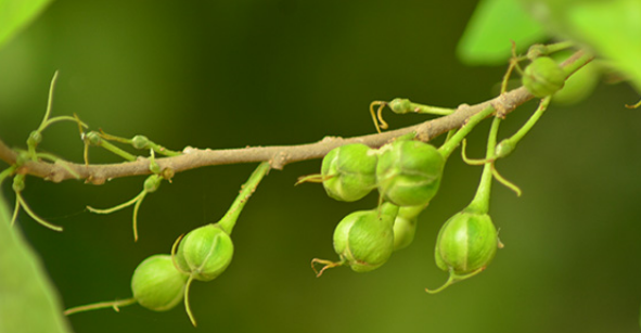 ข่อย (fruit)