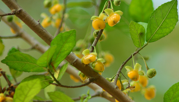 ข่อย (dry-fruit)