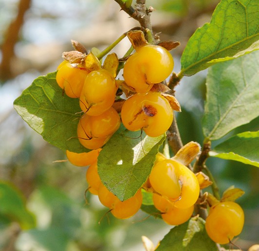 ข่อย (fruit)