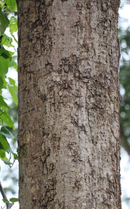 สำโรง (trunk)