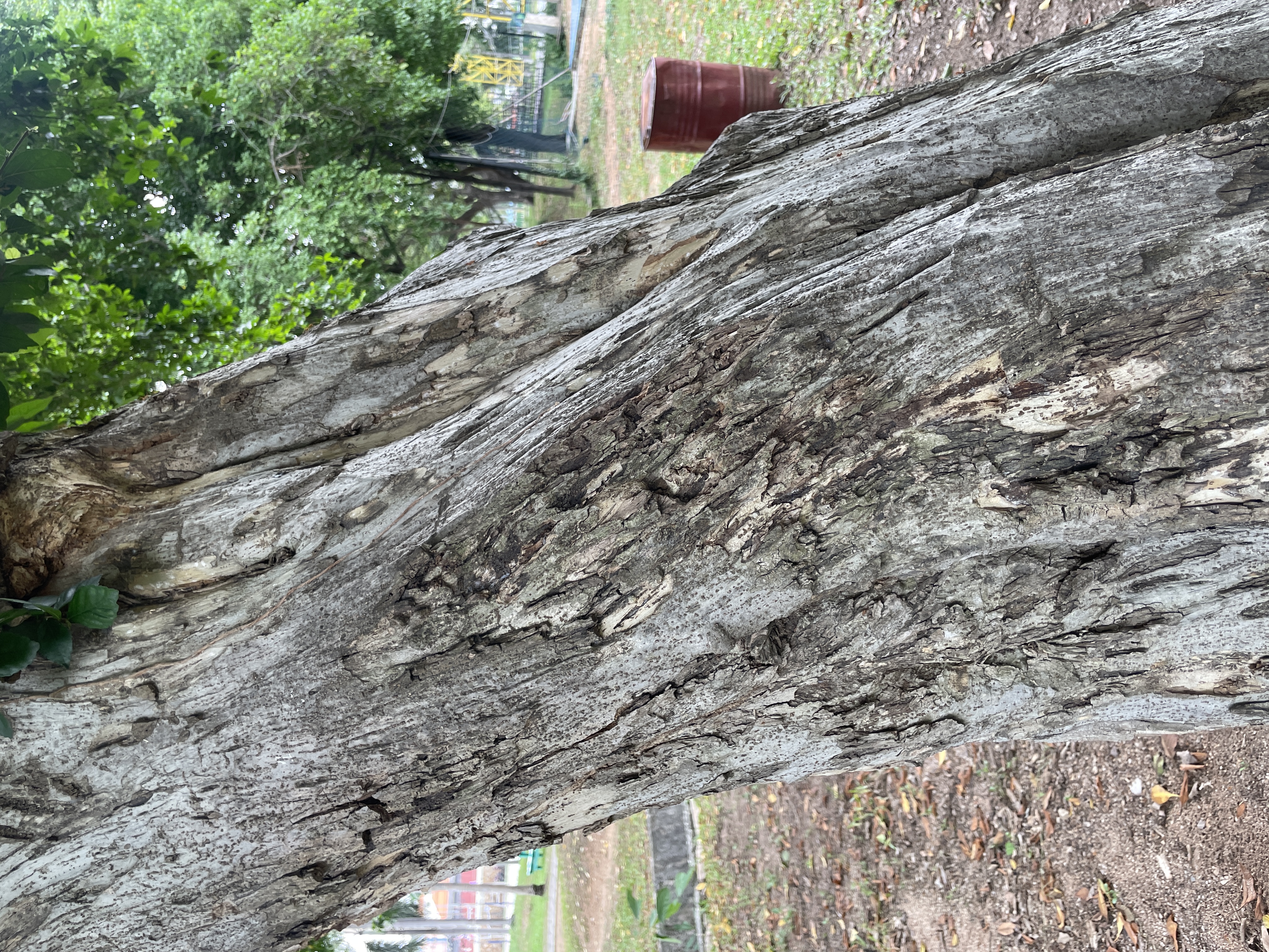 ข่อย (trunk)