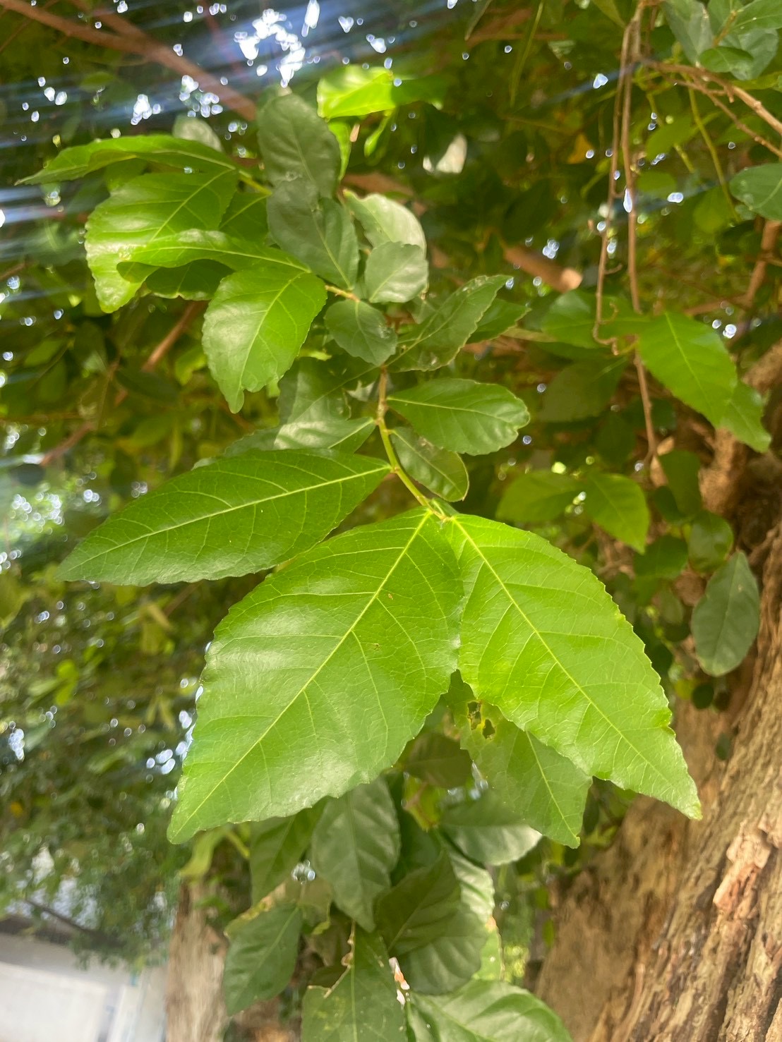 ข่อย (leaf)