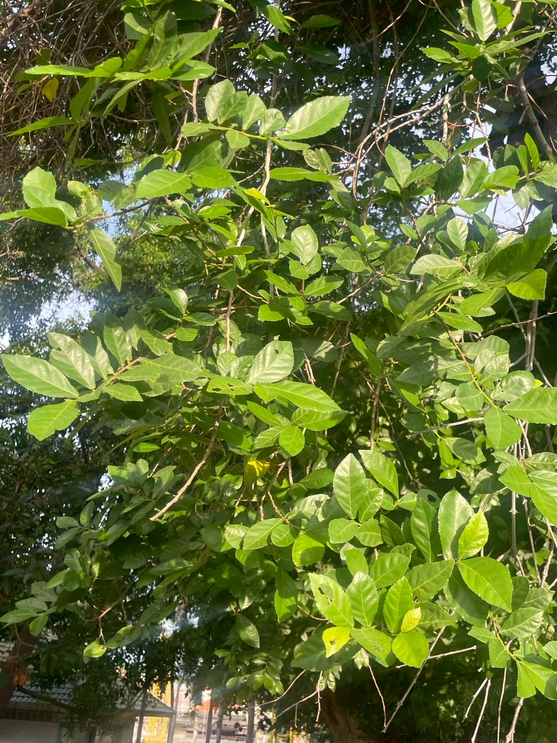 ข่อย (leaf)