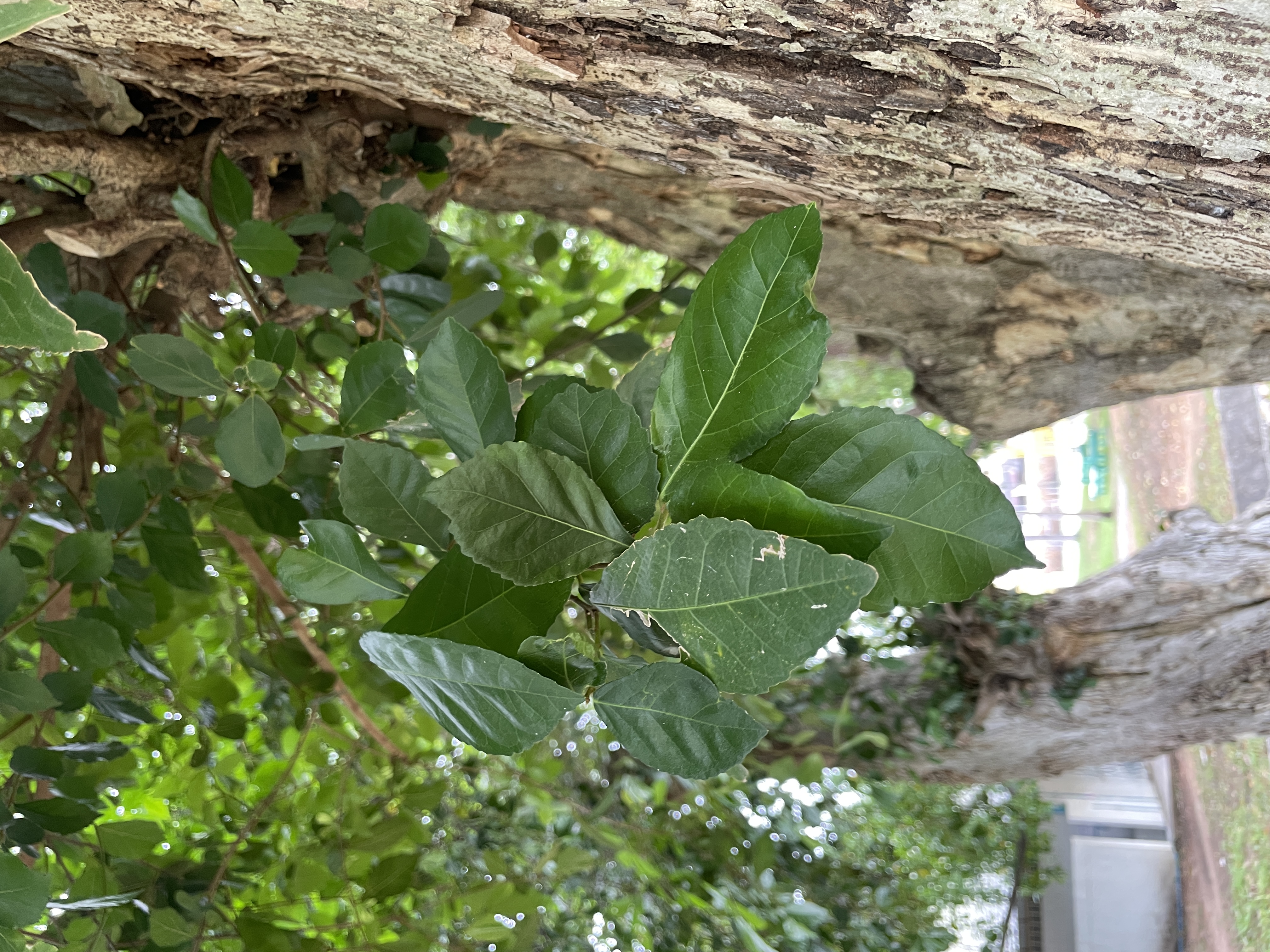 ข่อย (leaf)