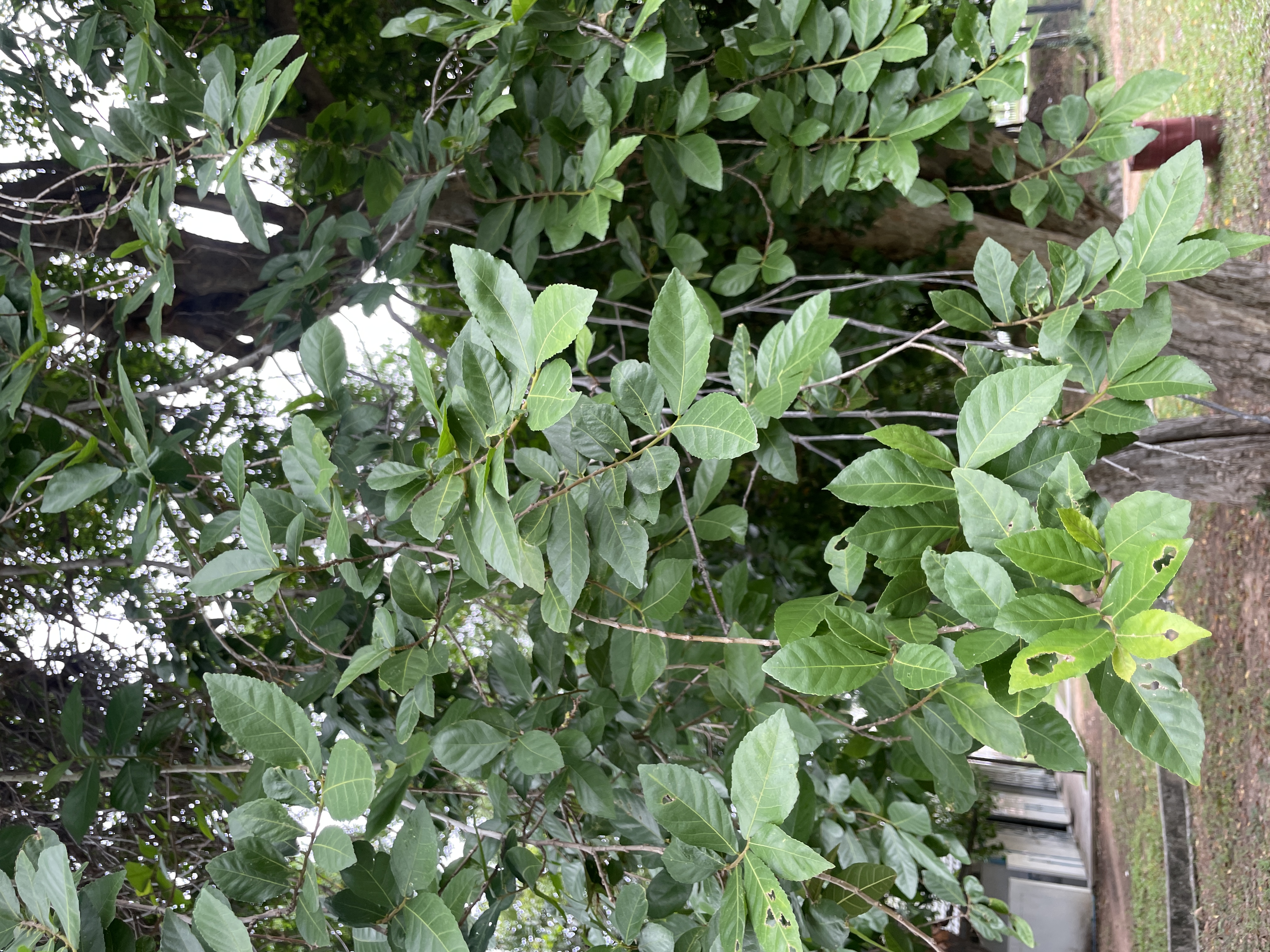 ข่อย (leaf)