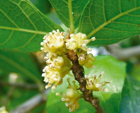 ข่อย (flower)