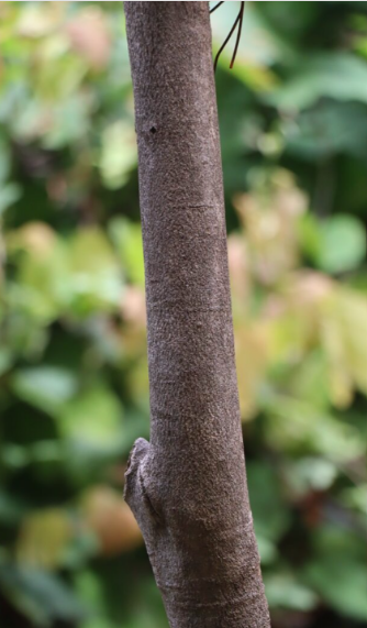 ผักหวานป่า (trunk)