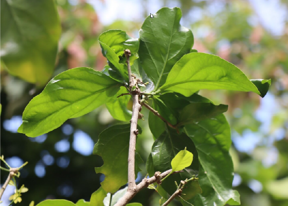 ผักหวานป่า (leaf)