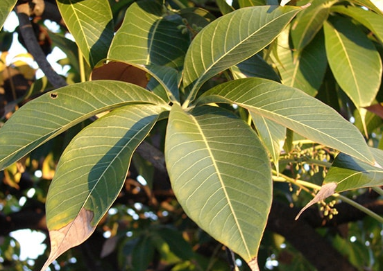 สำโรง (leaf)