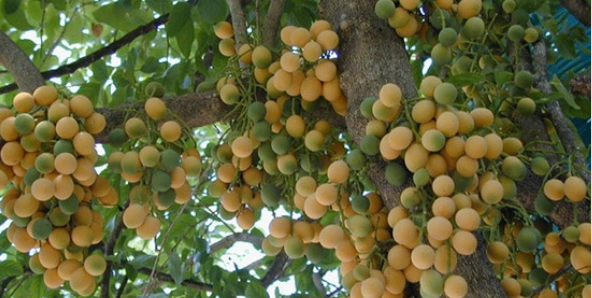 ผักหวานป่า (fruit)