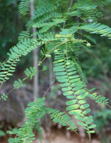 เสียวใหญ่ (leaf)