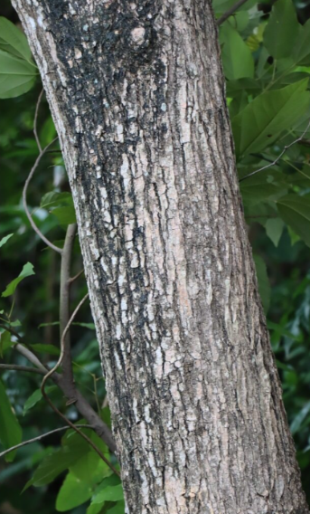 โมกมัน (trunk)