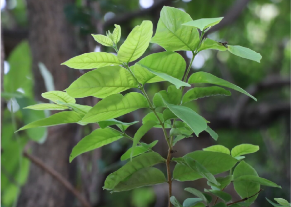 โมกมัน (leaf)