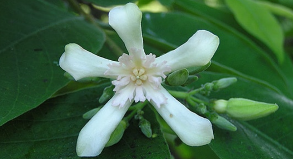 โมกมัน (flower)