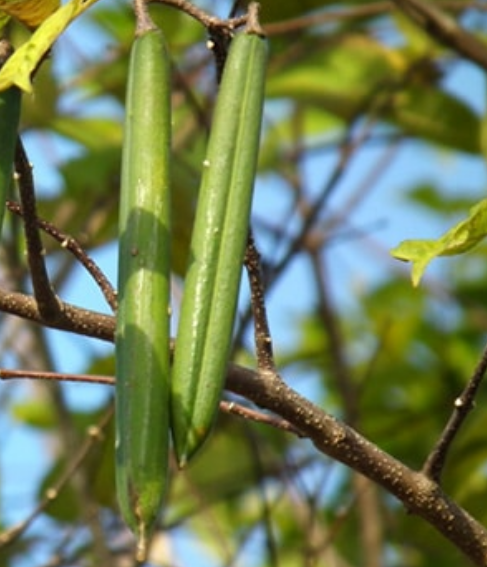 โมกมัน (fruit)