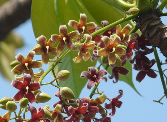 สำโรง (flower)