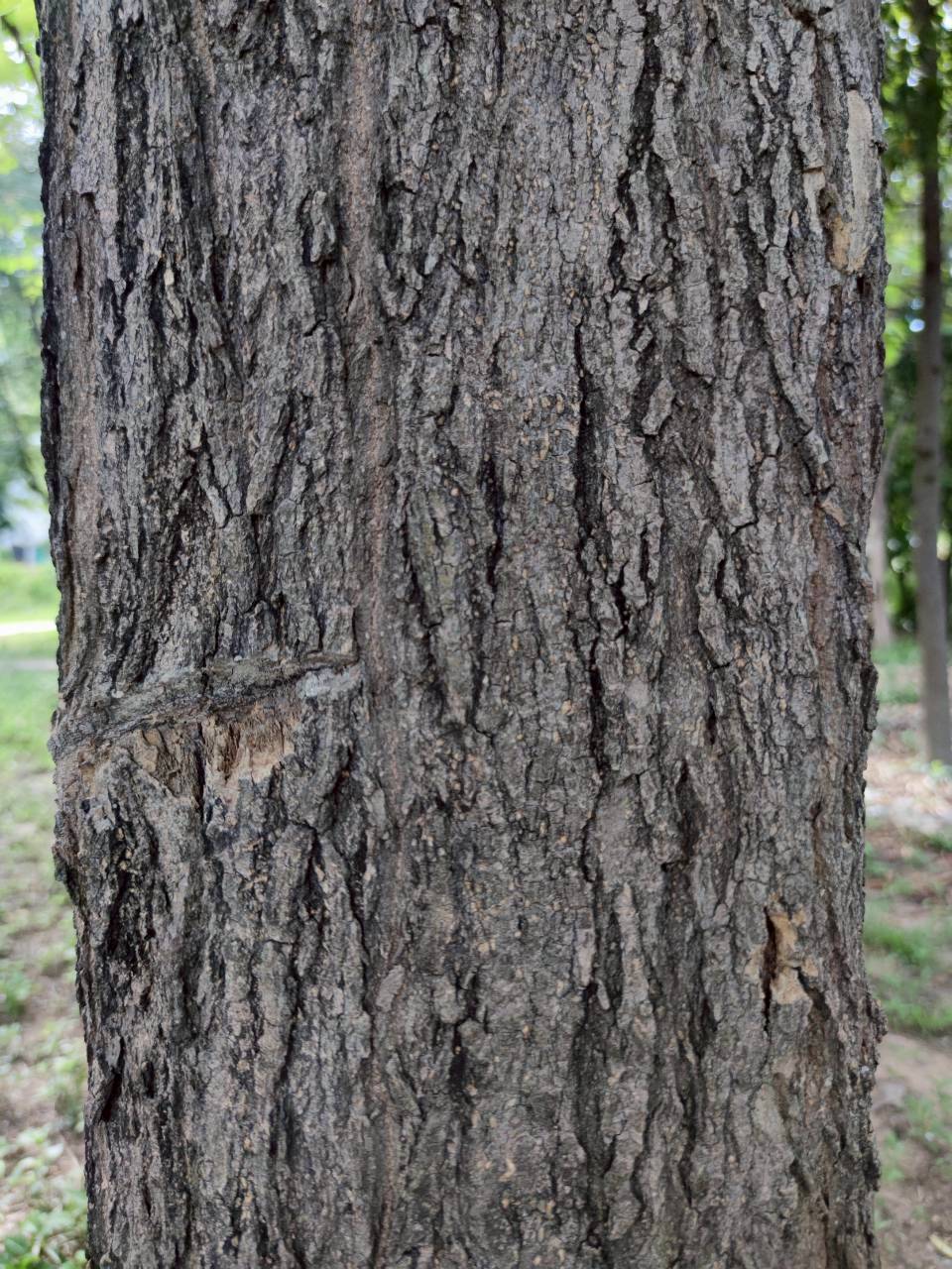 โมกมัน (trunk)