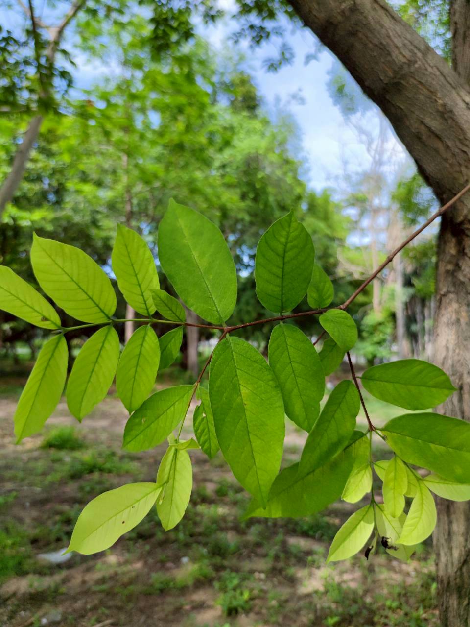 โมกมัน (leaf)