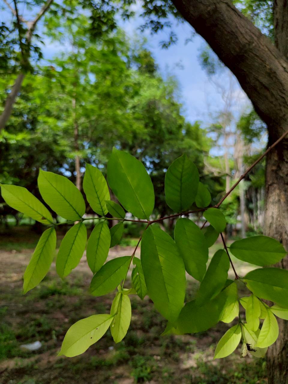 โมกมัน (leaf)