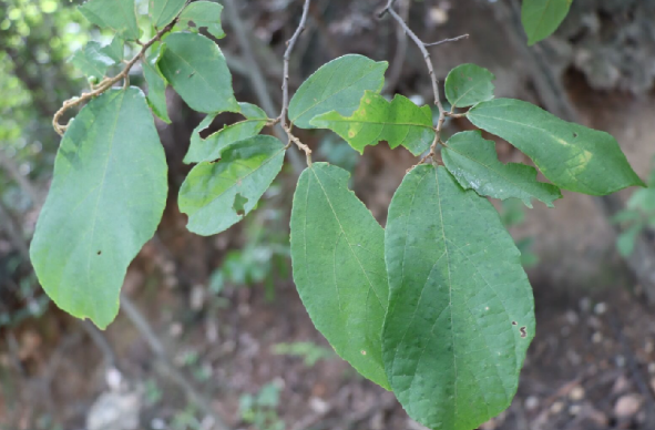 พลับพลา (leaf)