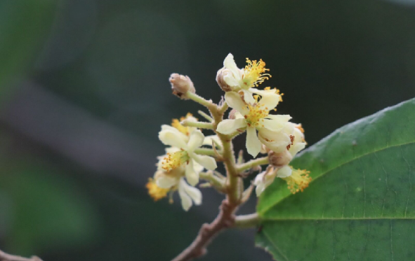 พลับพลา (flower)