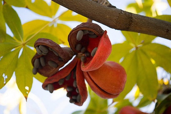 สำโรง (dry-fruit)