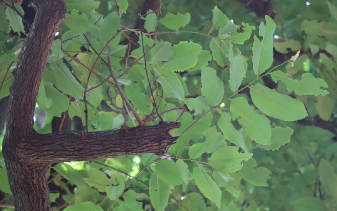ล่ำตาควาย (leaf)
