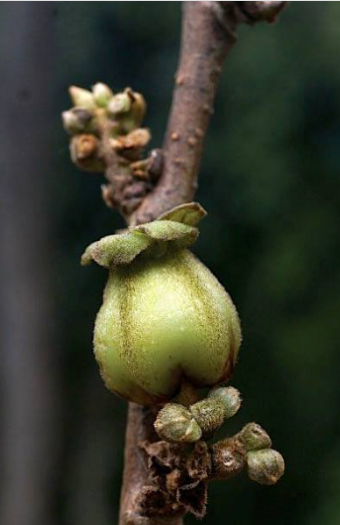 ล่ำตาควาย (flower)