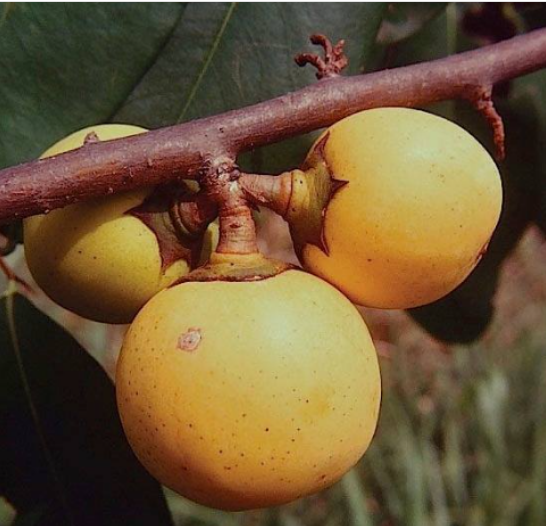 ล่ำตาควาย (fruit)