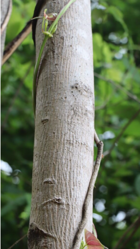 ขี้อ้าย (trunk)