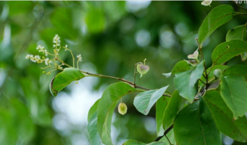 ขี้อ้าย (leaf)