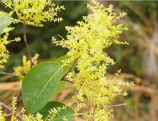 ขี้อ้าย (flower)