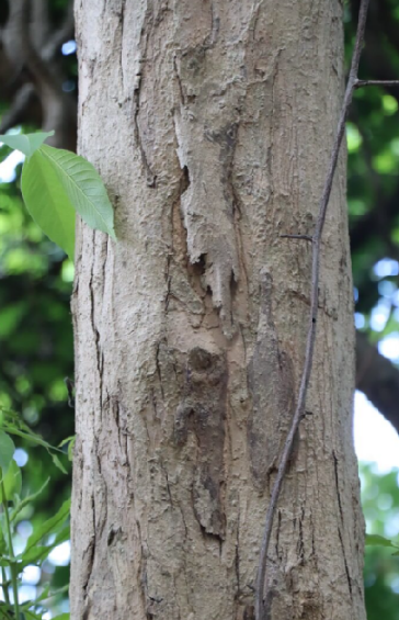 สวอง (trunk)