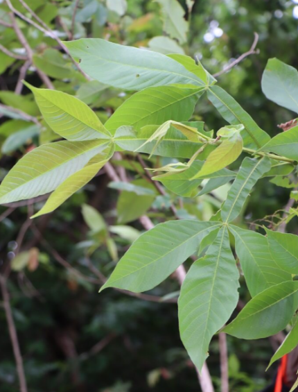 สวอง (leaf)