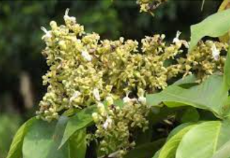 สวอง (flower)