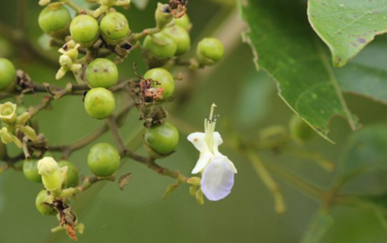 สวอง (fruit)