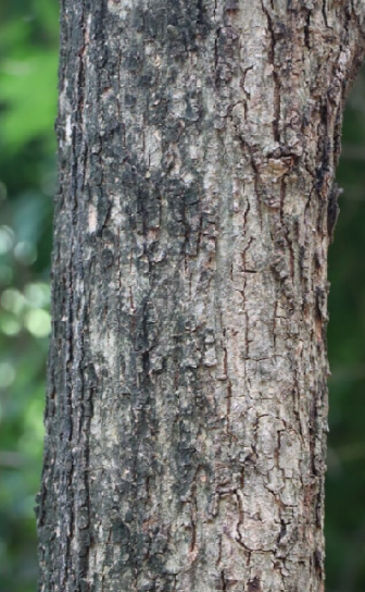 ปอแก่นเทา (trunk)