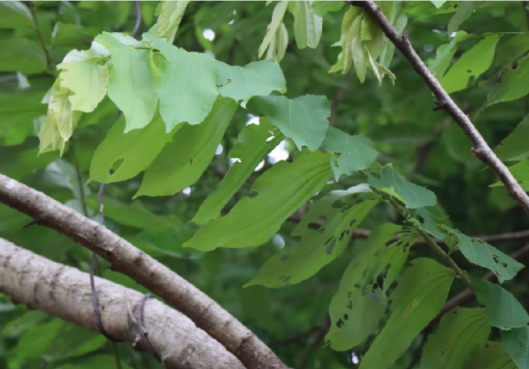 ปอแก่นเทา (leaf)