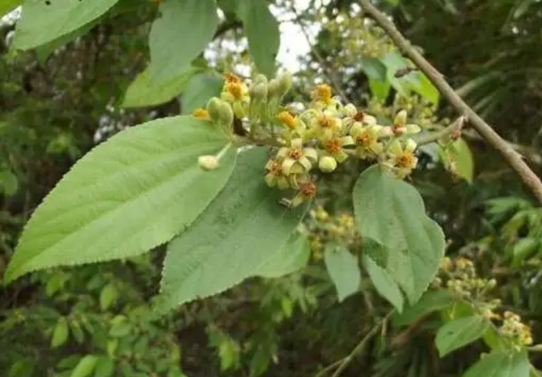 ปอแก่นเทา (flower)
