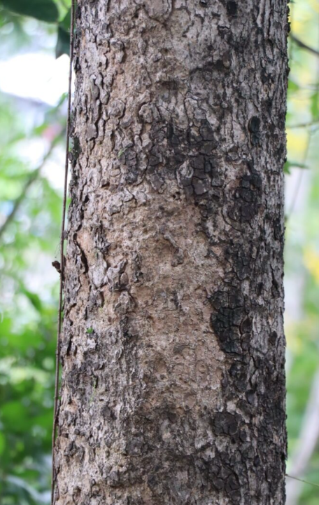 หมีเหม็น (trunk)