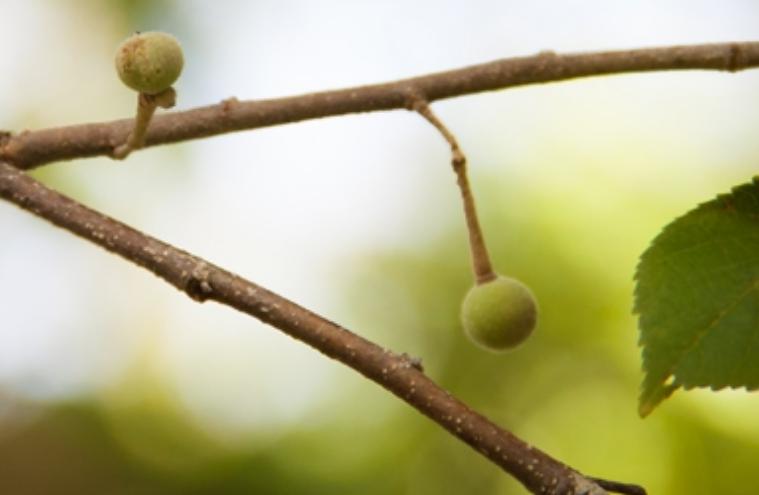 ปอแก่นเทา (fruit)