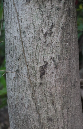 ตะคร้ำ (trunk)