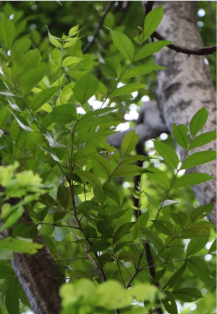 ตะคร้ำ (leaf)