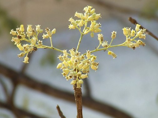 ตะคร้ำ (flower)
