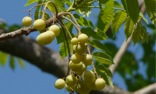 ตะคร้ำ (fruit)