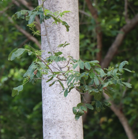 ขี้หนอน (trunk)