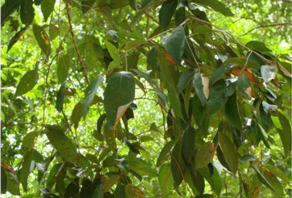 ขี้หนอน (leaf)